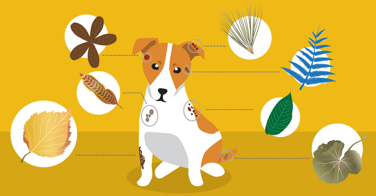 Burdock root for dog